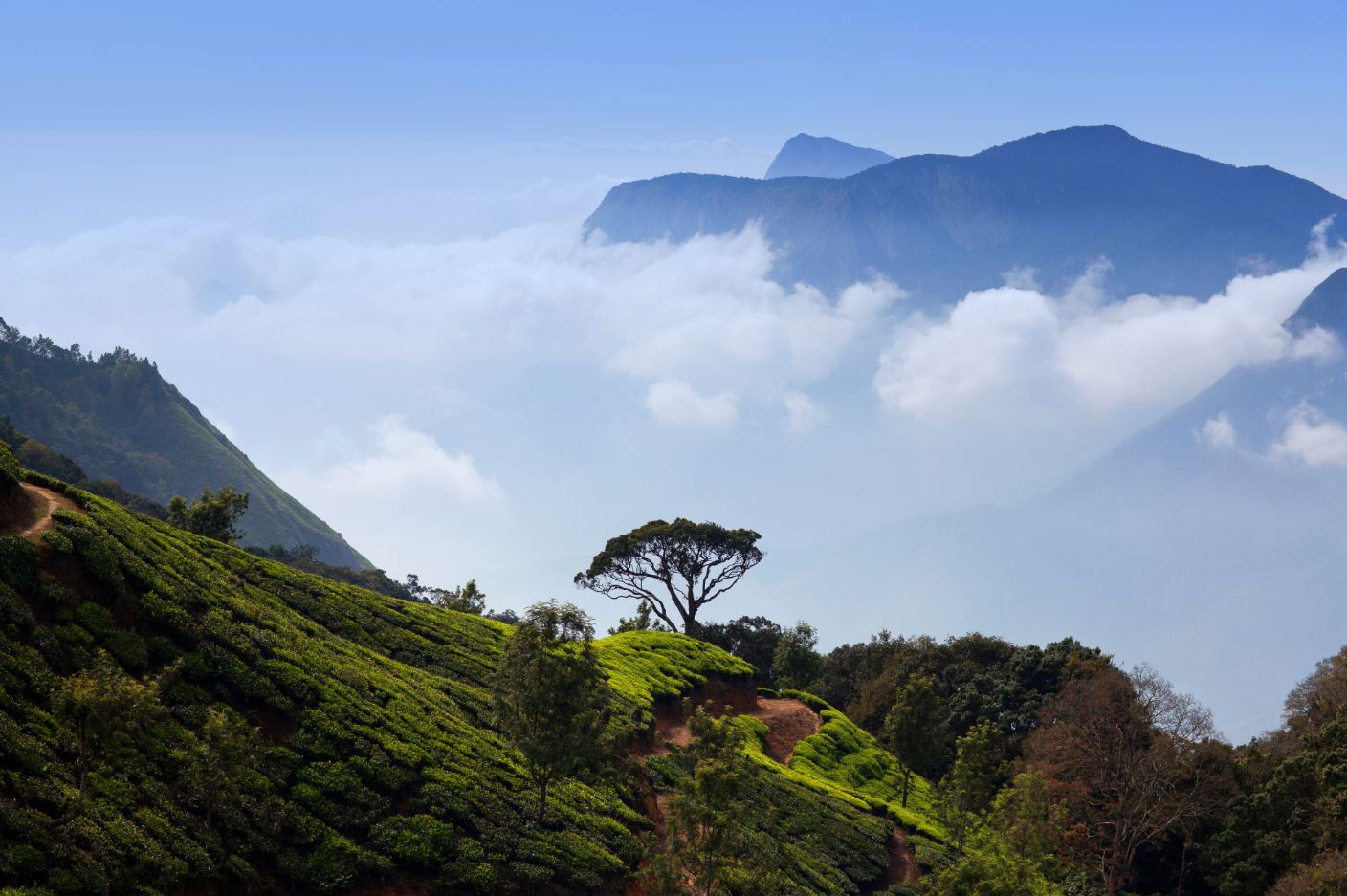 Best places to visit in and around Munnar, India - The Stupid Bear