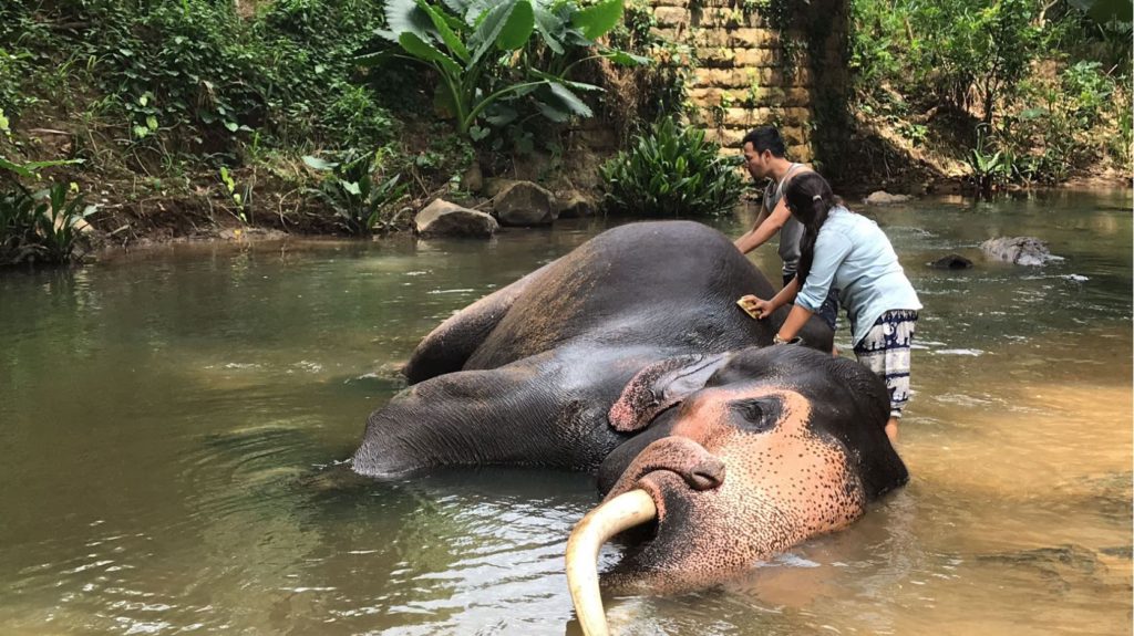Washing Raja at elephant orphanage in Sri Lanka