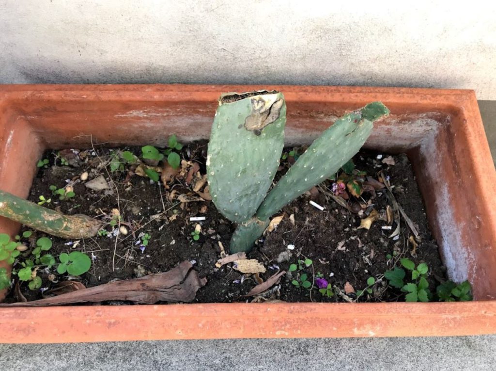 Cigarette buds dumped in host’s flower pots